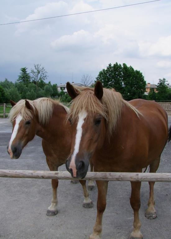 Agriturismo L'Acero Rosso Sacile Kültér fotó