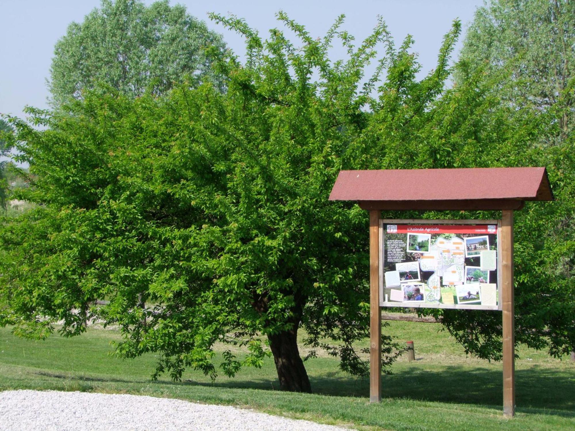 Agriturismo L'Acero Rosso Sacile Kültér fotó